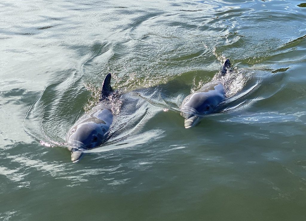 FLORIDA KEYS DOLPHINS AT DOLPHIN RESEARCH CENTER