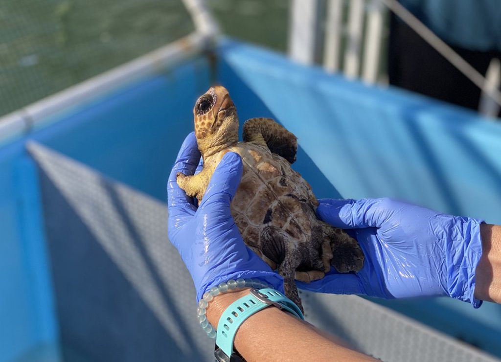 FLORIDA KEYS TURTLE AT TURTLE HOSPITAL